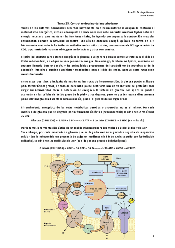 Miniatura del documento Tema-23.-Control-endocrino-del-metabolismo.pdf