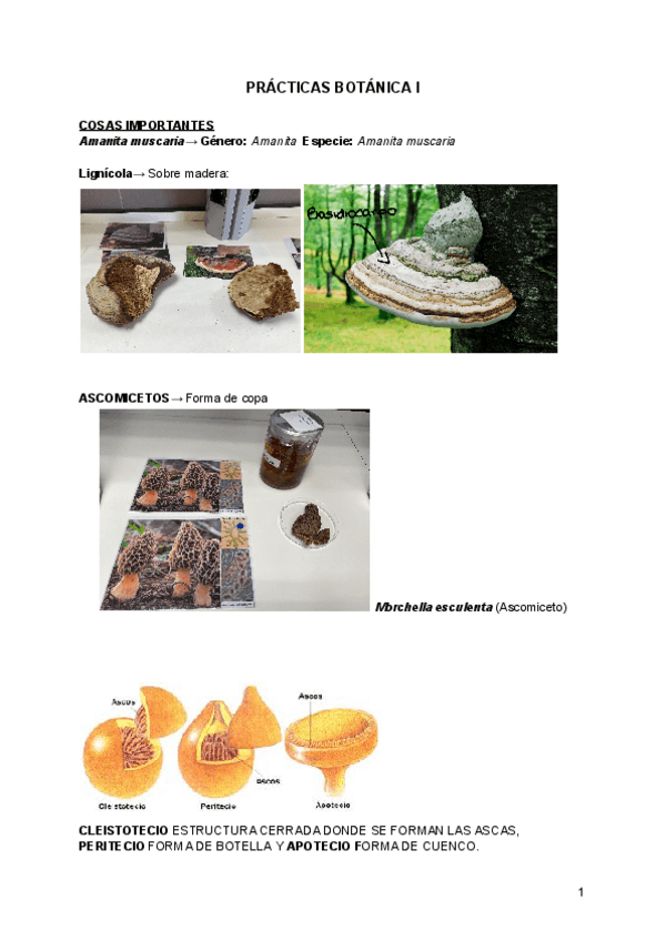 Miniatura del documento PRACTICAS-BOTANICA-I.pdf