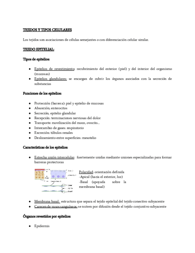 Miniatura del documento BIOCEL-tejidos.pdf