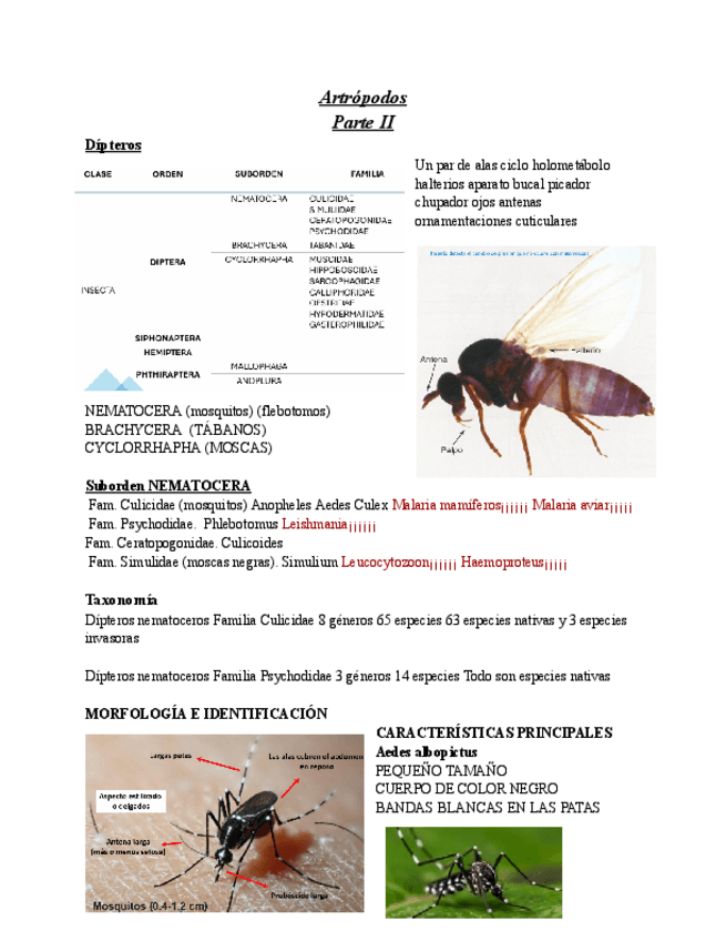 Miniatura del documento Artropodos-tema-24-parte-I.pdf