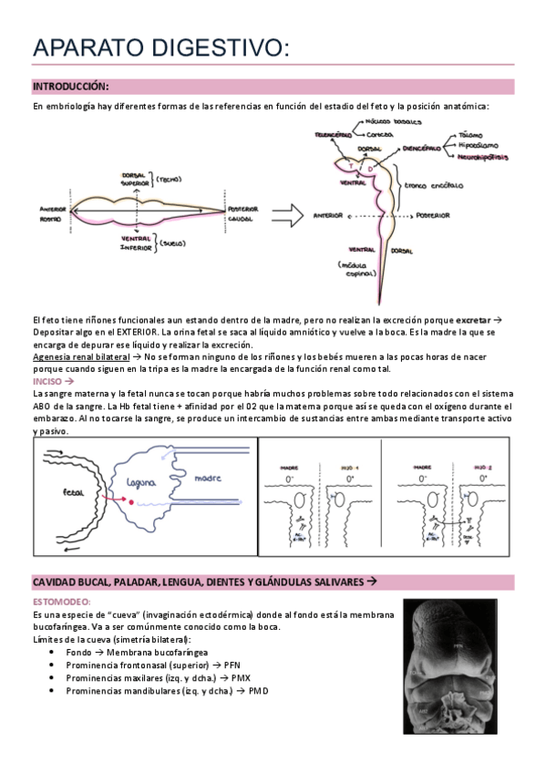 Miniatura del documento DRURE-Embrio-Final-Completos.pdf