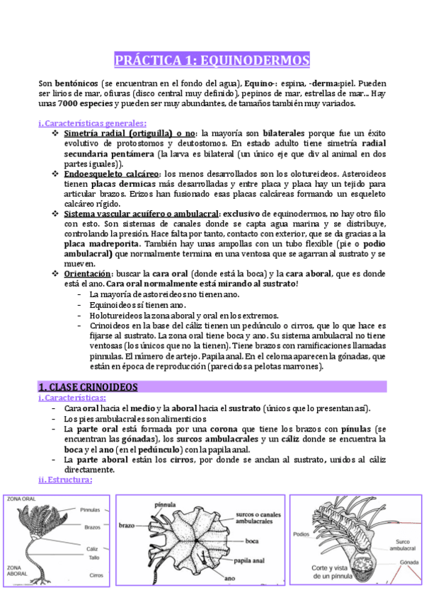 Miniatura del documento PRACTICA-1-EQUINODERMOS.pdf