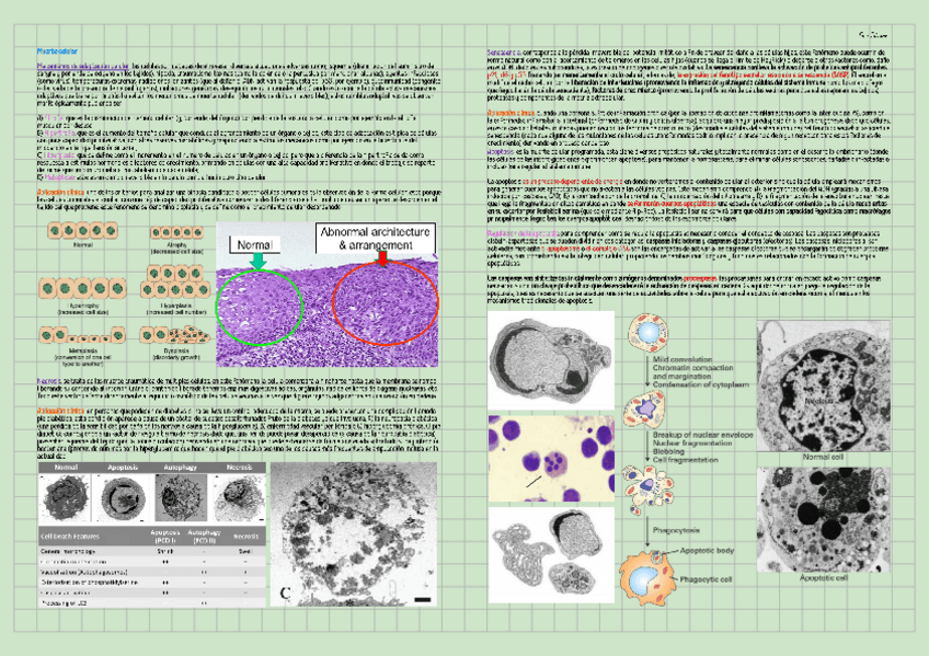 Miniatura del documento Muerte-celular-Biologia-Celular-Tema-33.pdf