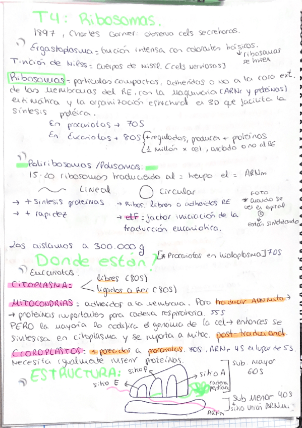 Miniatura del documento RIBOSOMAS-T4-muy-completo-chari.pdf