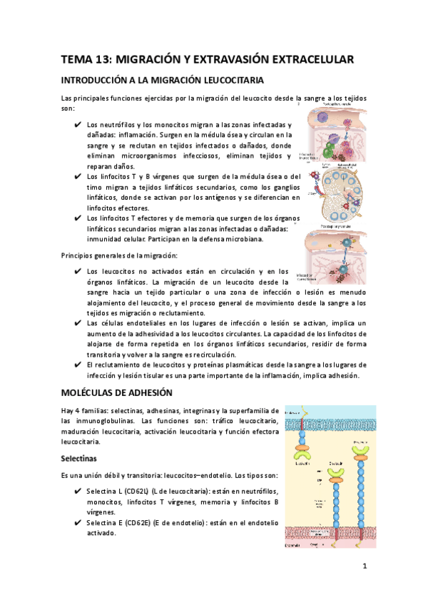 Miniatura del documento TEMA-13.docx.pdf