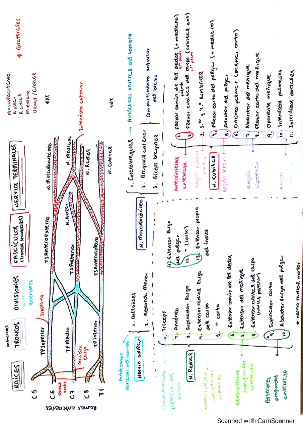 Miniatura del documento plexo-braquial.pdf