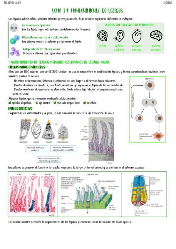 Miniatura del documento tema-24-biologia-celular-I.pdf