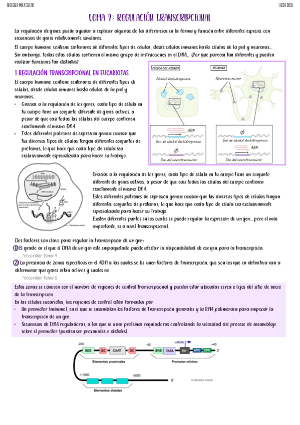 Miniatura del documento tema-9-biologia-molecular.pdf