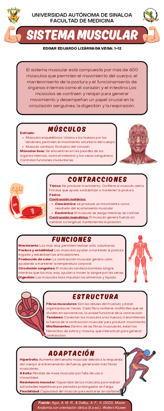 Miniatura del documento Infografía del Sistema Muscular (Anatomía).pdf
