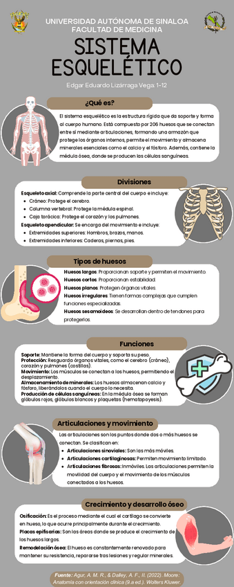 Miniatura del documento Infografía del Sistema Esquelético (Anatomía).pdf