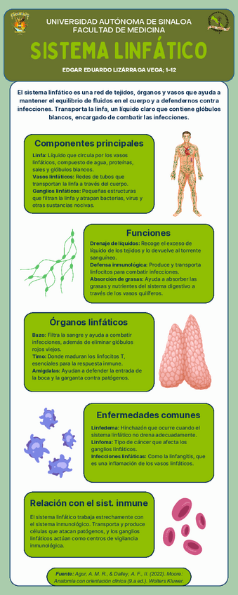 Miniatura del documento Infografía del Sistema Linfático (Anatomía).pdf