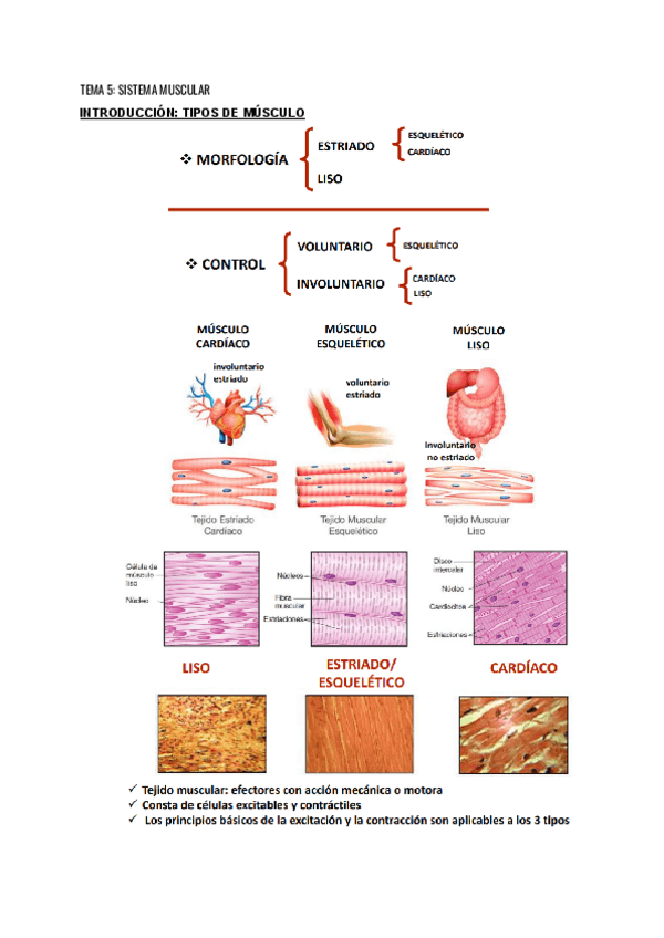 Miniatura del documento TEMA-5-SISTEMA-MUSCULAR.pdf