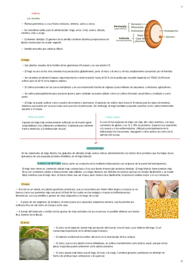 Miniatura del documento Harina.pdf