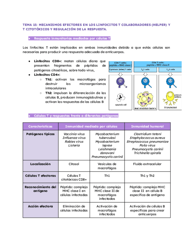 Miniatura del documento TEMA-15MECANISMOS-EFECTORES-EN-LOS-LINFOCITOS-T-COLABORADORES-HELPER-Y-T-CITOTOXICOS-Y-REGULACION-DE-LA-RESPUESTAcurso-24-25Rosa-Faner.pdf