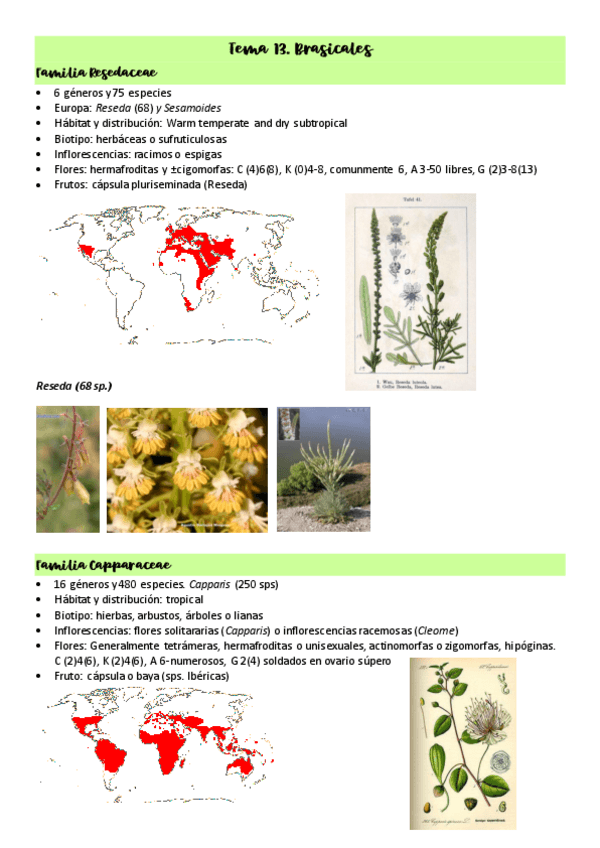 Miniatura del documento Tema-13.-Brasicales.pdf