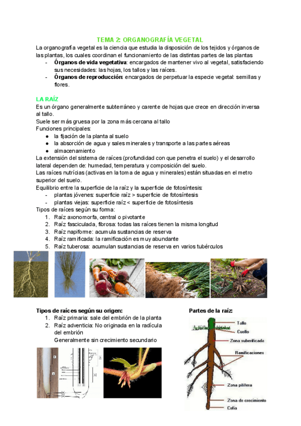 Miniatura del documento TEMA-2-ORGANOGRAFIA-VEGETAL.pdf