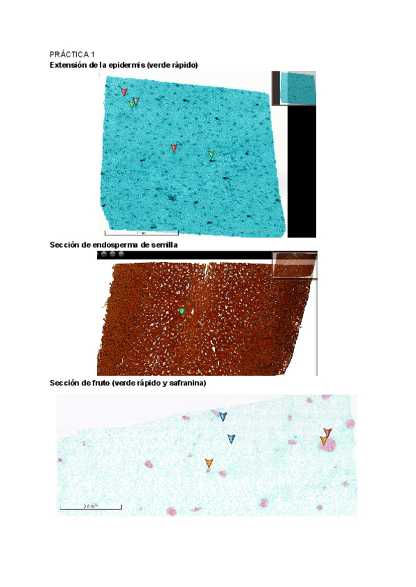 Miniatura del documento FOTO-DE-TODAS-LAS-MUESTRAS-HISTOLOGIA.pdf
