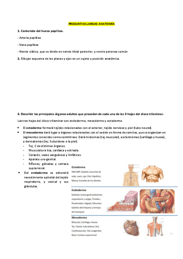 Miniatura del documento PREGUNTAS LARGAS ANATOMÍA.pdf