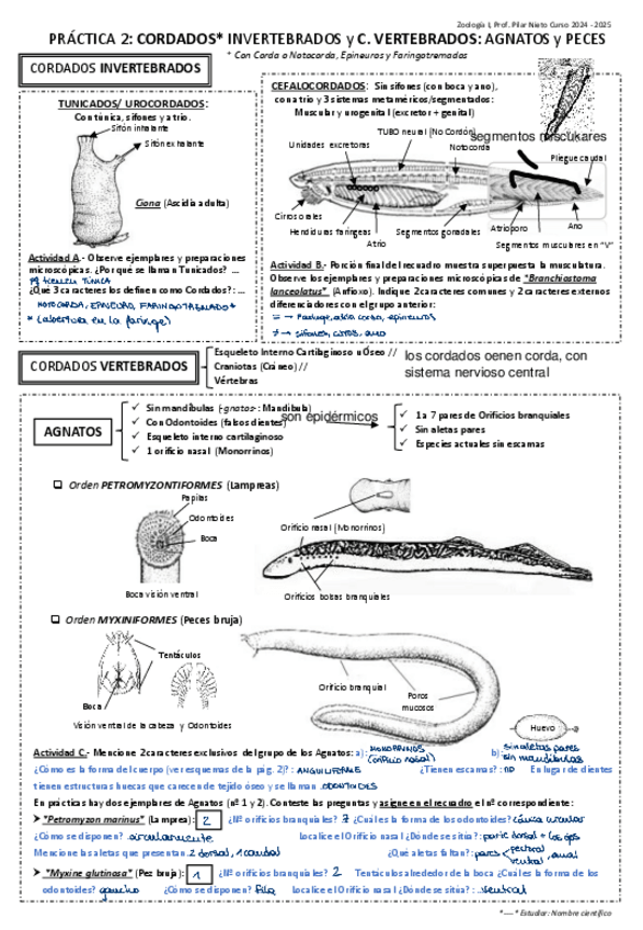 Miniatura del documento P2-CORDADOS-INVERTEBRADOS-Y-VERTEBRADOS-AGNATOS-Y-PECES.pdf