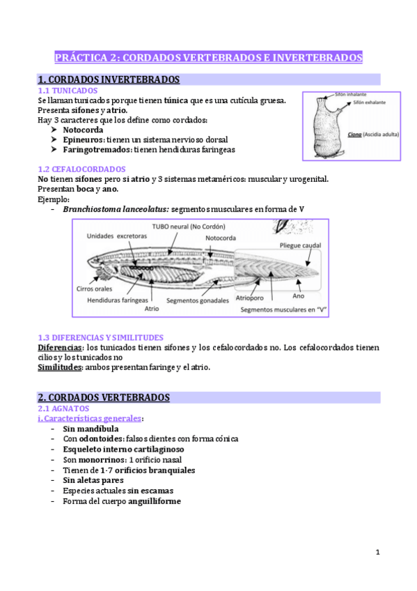 Miniatura del documento PRACTICA-2-CORDADOS.pdf