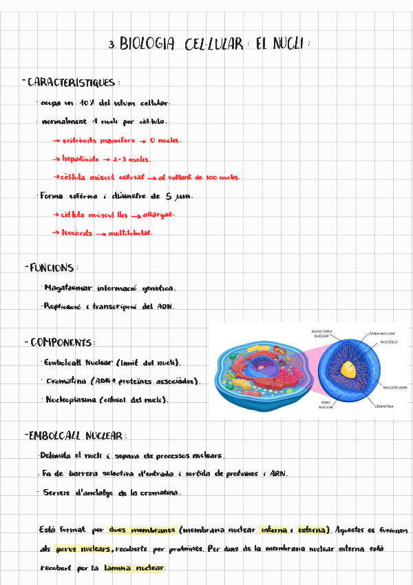 Miniatura del documento Biocel-nucli.pdf