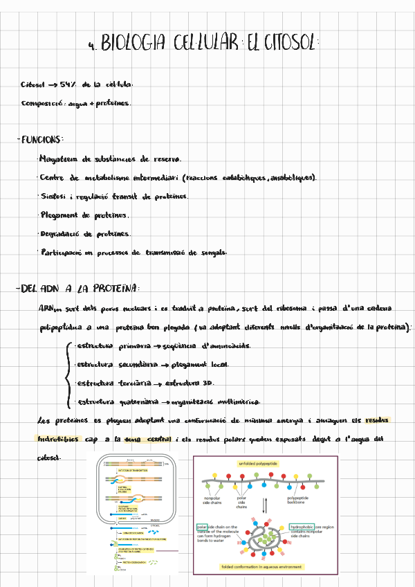 Miniatura del documento Biocel-el-citosol.pdf