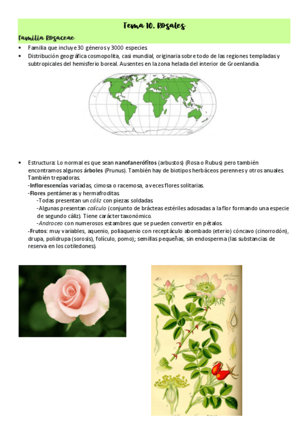 Miniatura del documento Tema-10.-Rosales.pdf