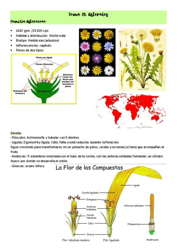 Miniatura del documento Tema-19.-Asterales.pdf