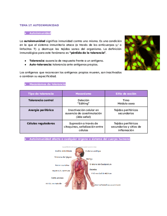 Miniatura del documento TEMA-17-AUTOINMUNIDAD-curso-24-25-Rosa-Faner.pdf