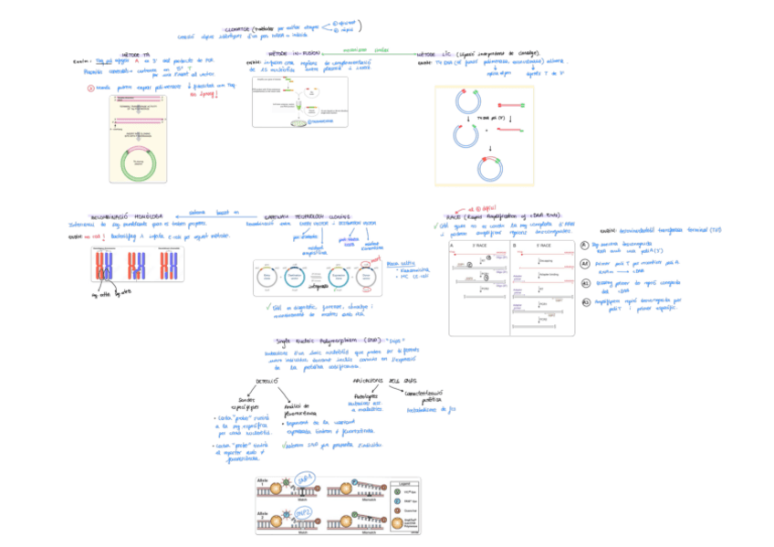 Miniatura del documento Tema-2.-Tecniques-Clonatge.pdf