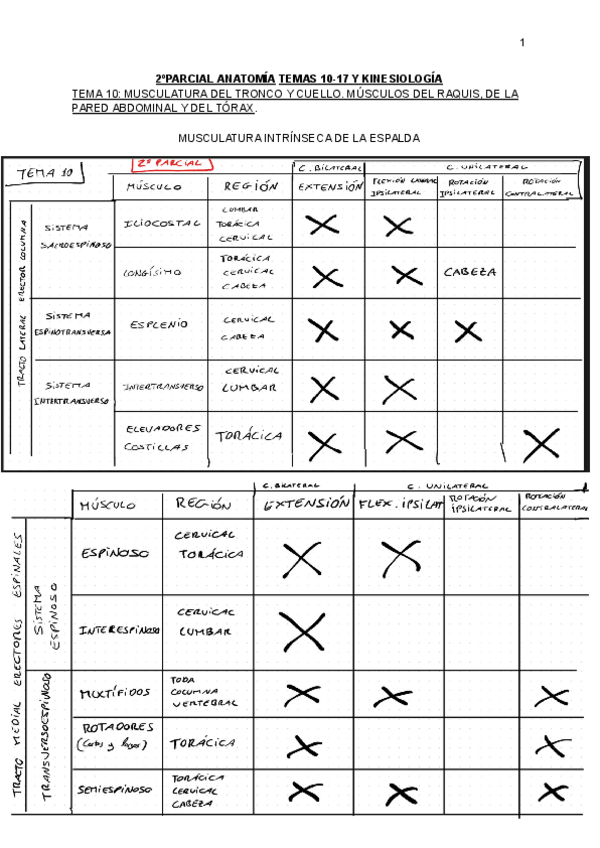 Miniatura del documento 2o-Parcial-Anatomia-TEMAS-10-17.pdf