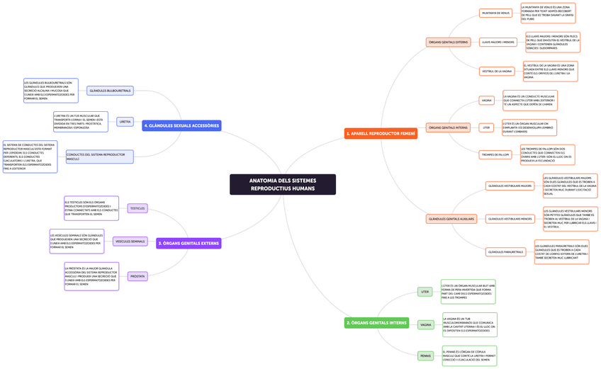 Miniatura del documento ESQUEMA-REPRODUCTOR-ANATO.pdf