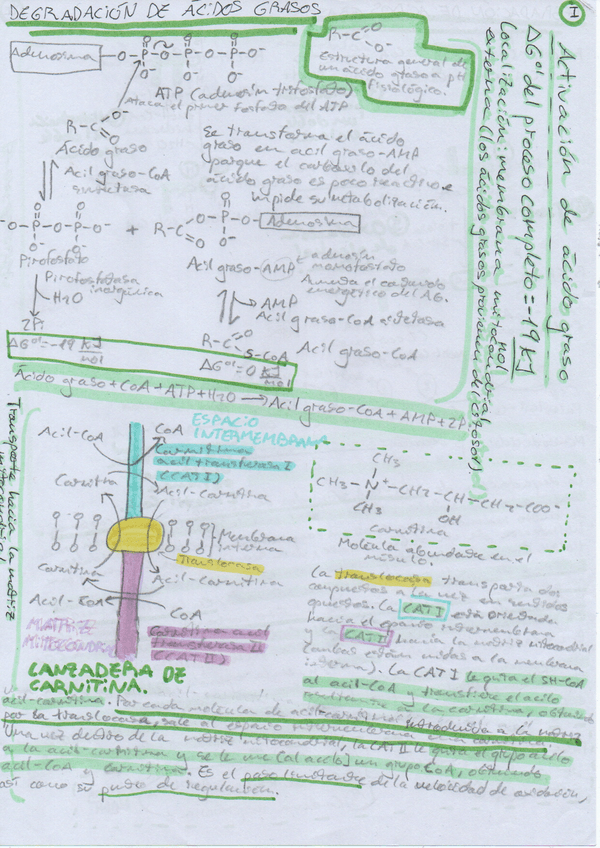 Miniatura del documento Tema-12-Degradacion-de-acidos-grasos.pdf