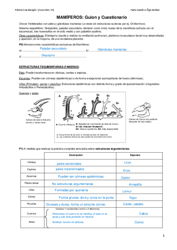 Miniatura del documento PRACTICA-5-MAMIFEROS.pdf