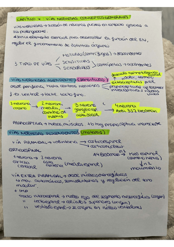 Miniatura del documento tema-4-y-5-ANATOMIA.pdf