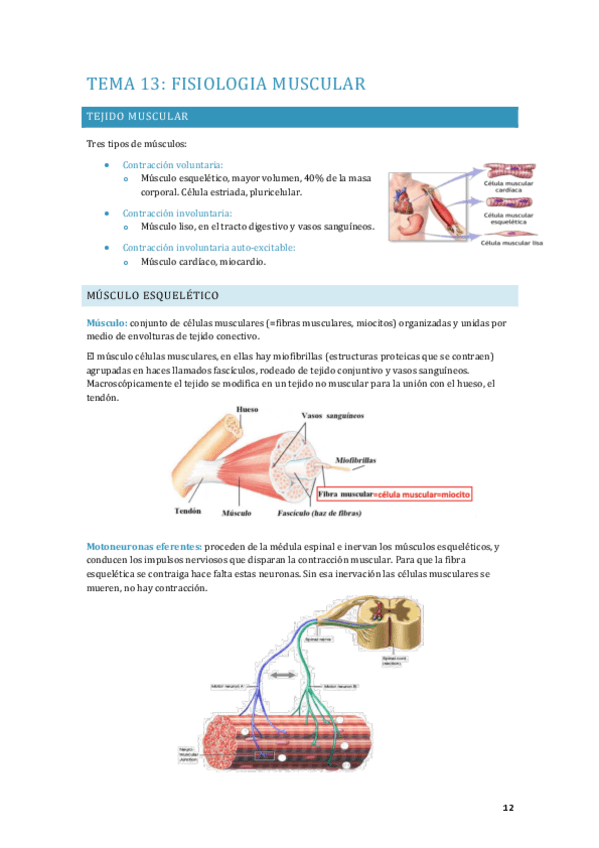Miniatura del documento APUNTES-FISIOLOGIA-TEMA-13-Y-16.pdf
