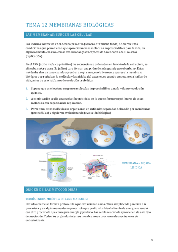 Miniatura del documento APUNTES-FISIOLOGIA-TEMA-14.pdf