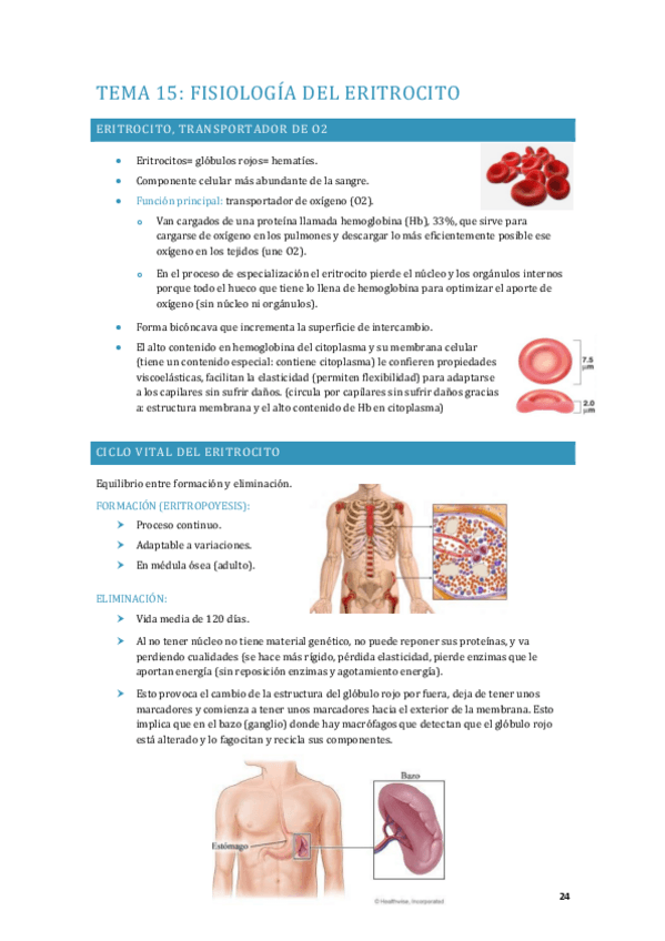 Miniatura del documento APUNTES-FISIOLOGIA-TEMA-15.pdf