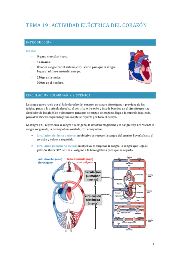 Miniatura del documento APUNTES-FISIOLOGIA-TEMA-19.pdf