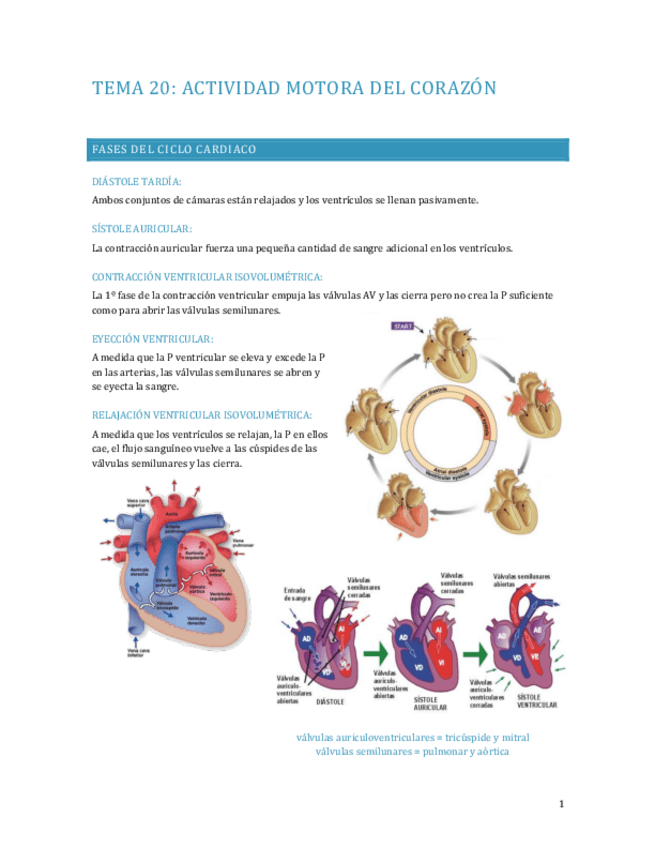 Miniatura del documento APUNTES-FISIOLOGIA-TEMA-20.pdf