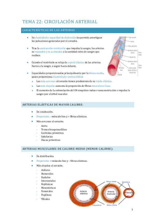 Miniatura del documento APUNTES-FISIOLOGIA-TEMA-22-26.pdf