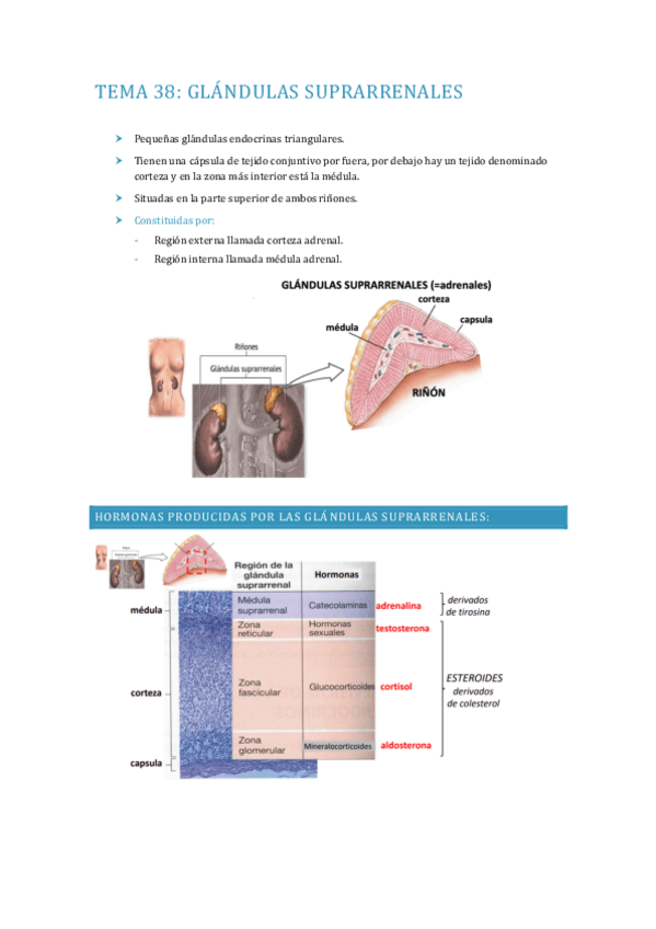 Miniatura del documento APUNTES-FISIOLOGIA-TEMA-38.pdf