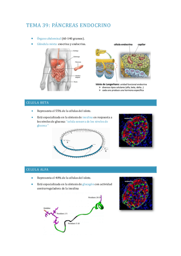 Miniatura del documento APUNTES-FISIOLOGIA-TEMA-39-43.pdf