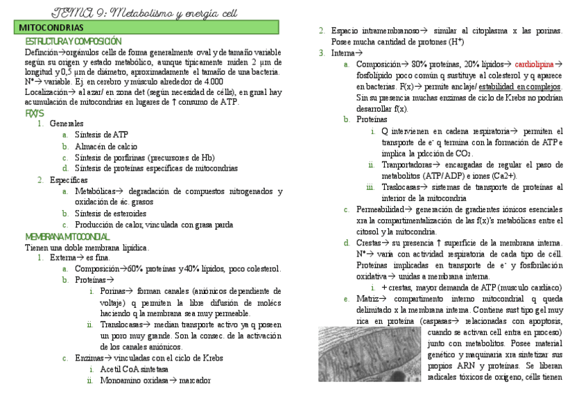 Miniatura del documento T-9-biocell.pdf