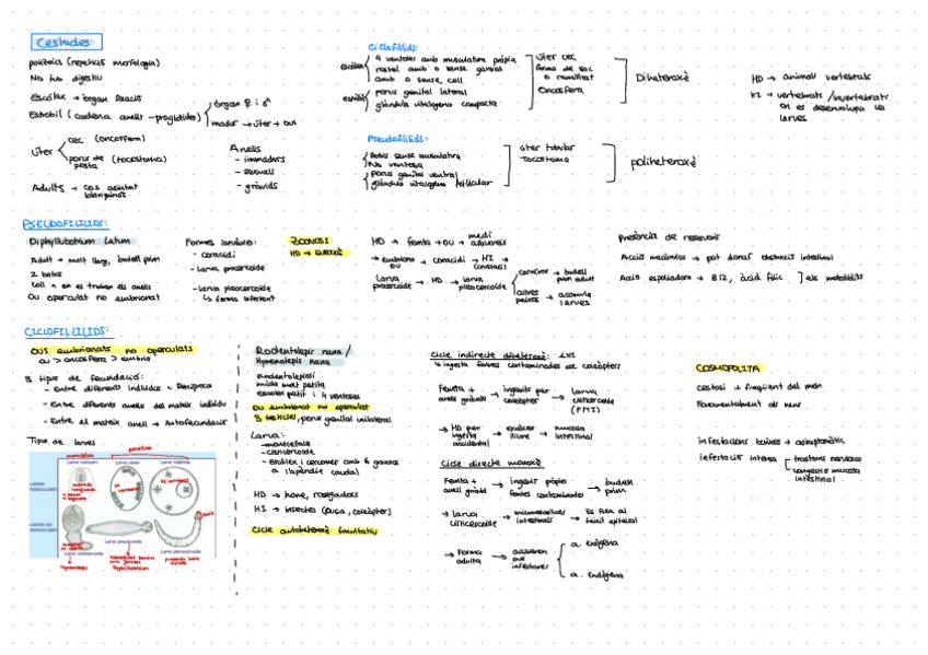Miniatura del documento Parasitologia-Cestodes-Resum.pdf