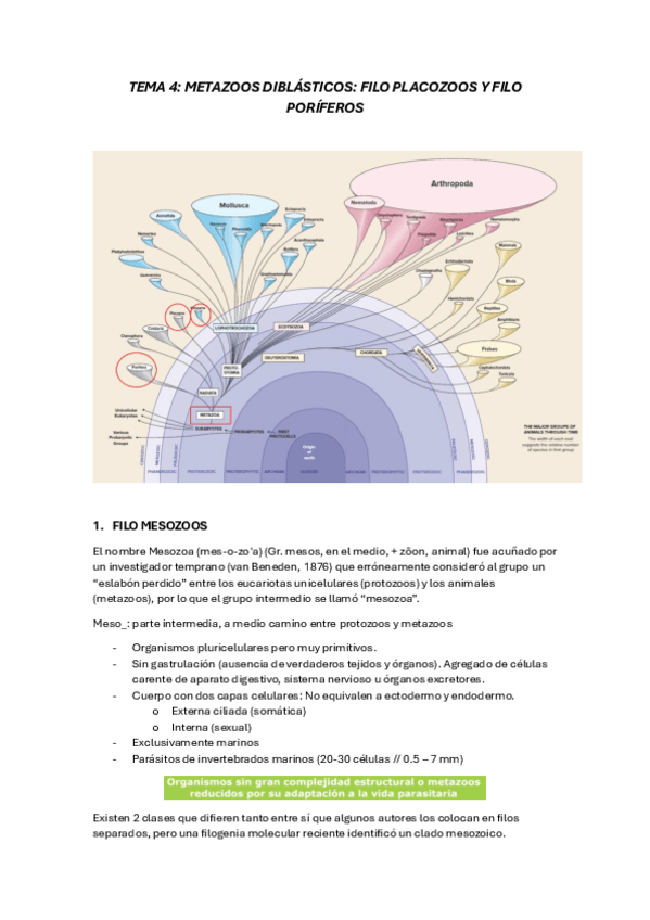 Miniatura del documento Tema-4-zoologia-apuntes.pdf