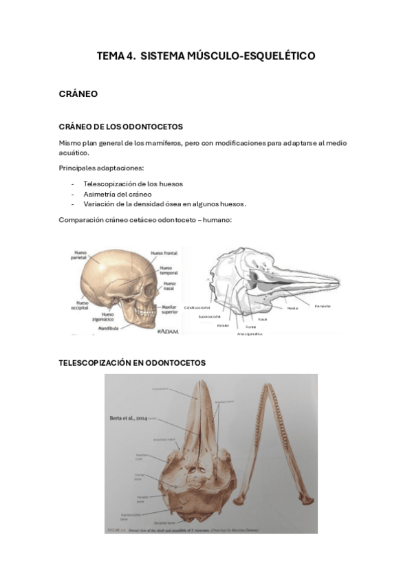 Miniatura del documento T4-resumen-bio-de-cetaceos.pdf