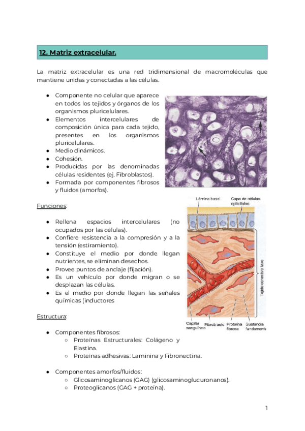 Miniatura del documento 12.-Matriz-extracelular..pdf