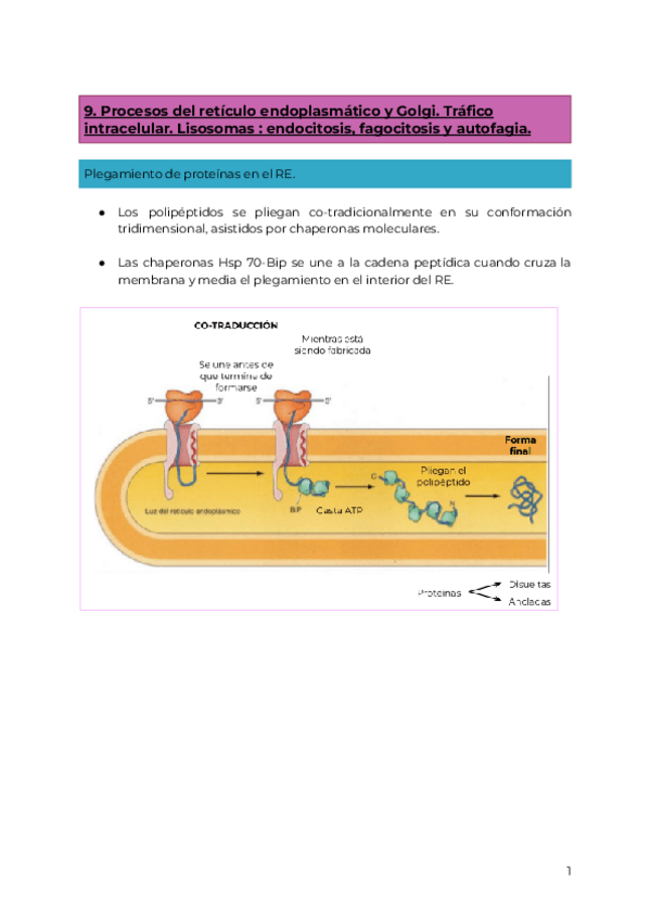 Miniatura del documento 9.-Procesos-del-reticulo-endoplasmatico-y-Golgi.-Trafico-intracelular.-Lisosomas--endocitosis-fagocitosis-y-autofagia..pdf