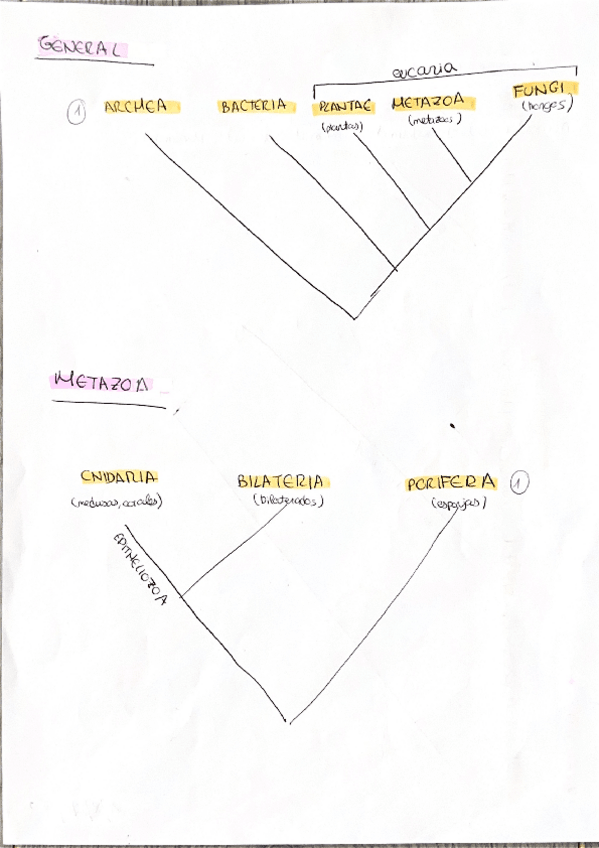 Miniatura del documento CLADOGRAMAS-ZOOLOGIA.pdf